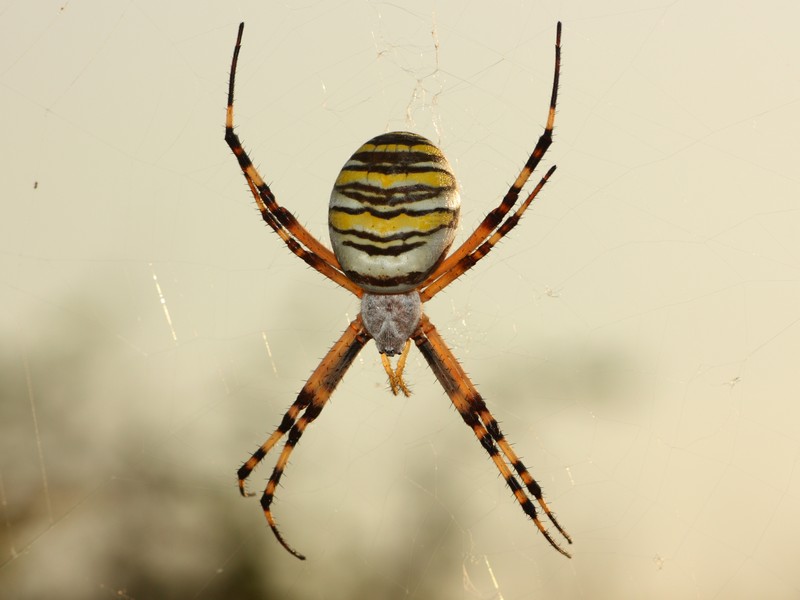 Argiope bruennichi
